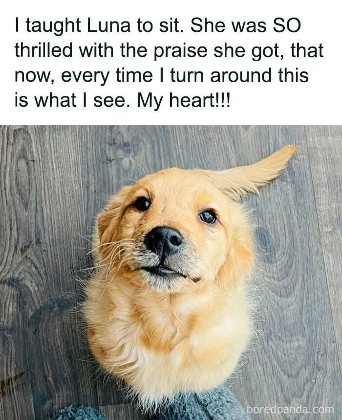 50 Funny Dog Memes For Anyone Who Has A Dog