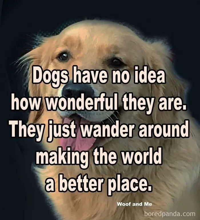 50 Funny Dog Memes For Anyone Who Has A Dog