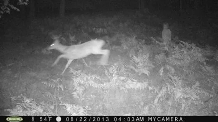 Friend's Cousin Got This Off Of His Tree Cam