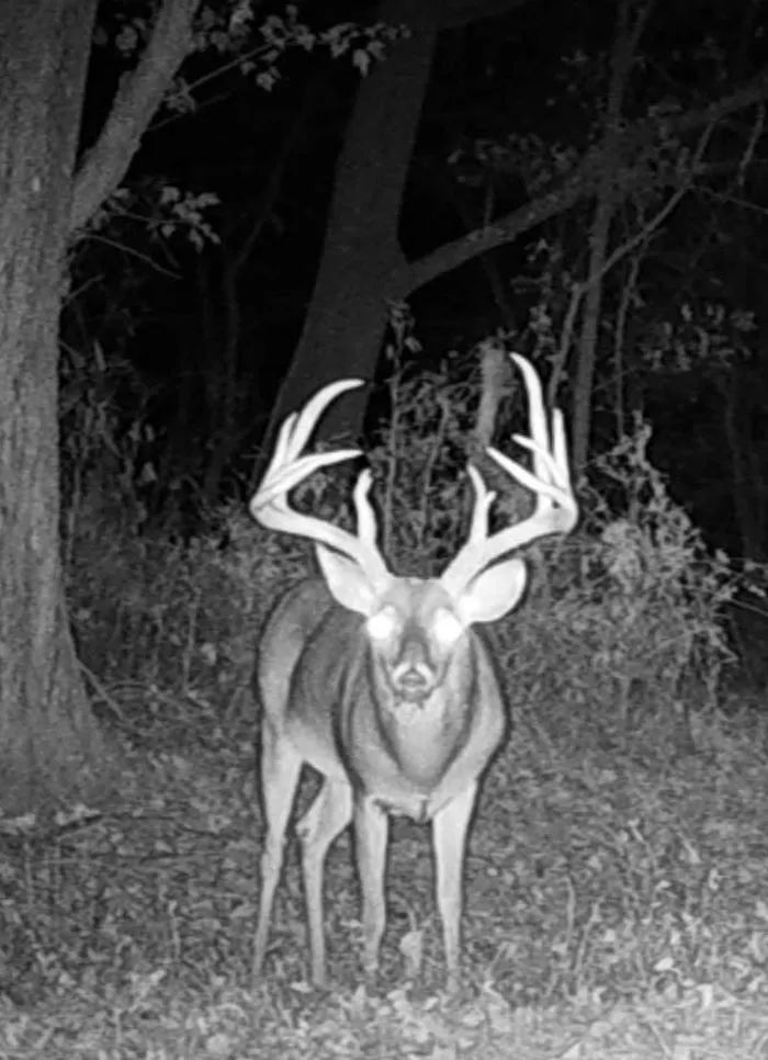 Glad To See This Handsome Guy Again. I’ve Been Watching Him For 2.5 Years And Hoping He Makes It Through The Season So I Can See How He Looks Next Year