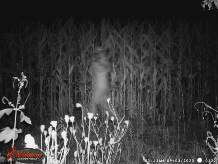 Trail Cam Image From My Neighbor In Rural Wisconsin