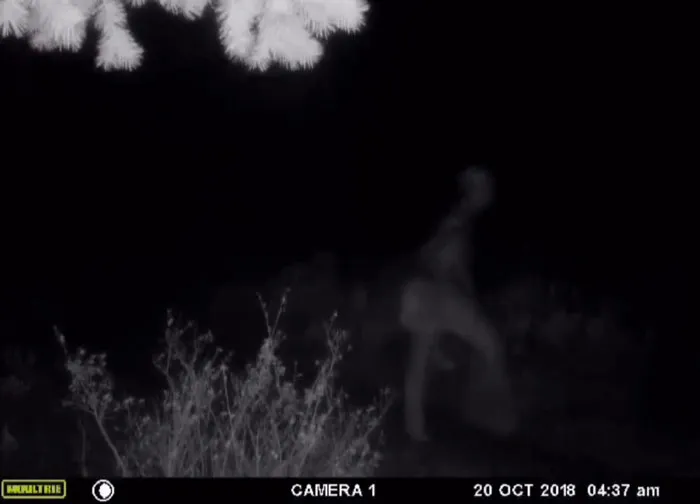 Caught On A Friend's Trail Cam On A Ranch On Private Property