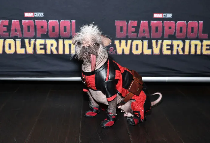 Peggy the Dog as Dogpool