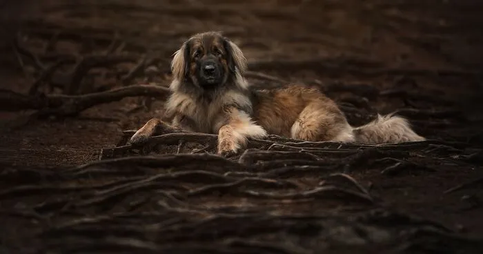 I’m A Dog Photographer And These Are 22 Stunning Dogs I Captured In 2024
