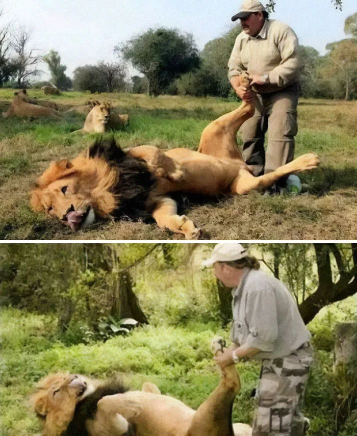 This Is Not About Hunting. Alex Larenty, From Britain, Lives In A South African Game Reserve Where He Gives Lions Foot Massages