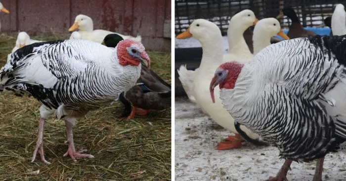Meet The Turkey Who Thinks He's A Duck