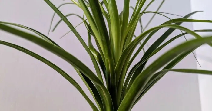 Hey Pandas, Upload A Picture Of Your Favorite Plant (Closed)