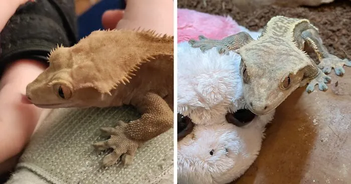 Hey Pandas, Share A Picture Of Your Exotic Pets (Closed)