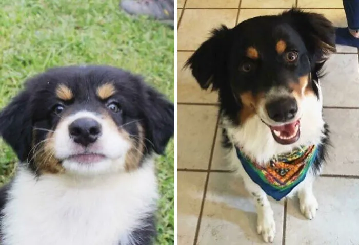 I Was So Worried About His Baby Short Snoot But He Really Grew Into His Face. 8 Weeks To 1 Year