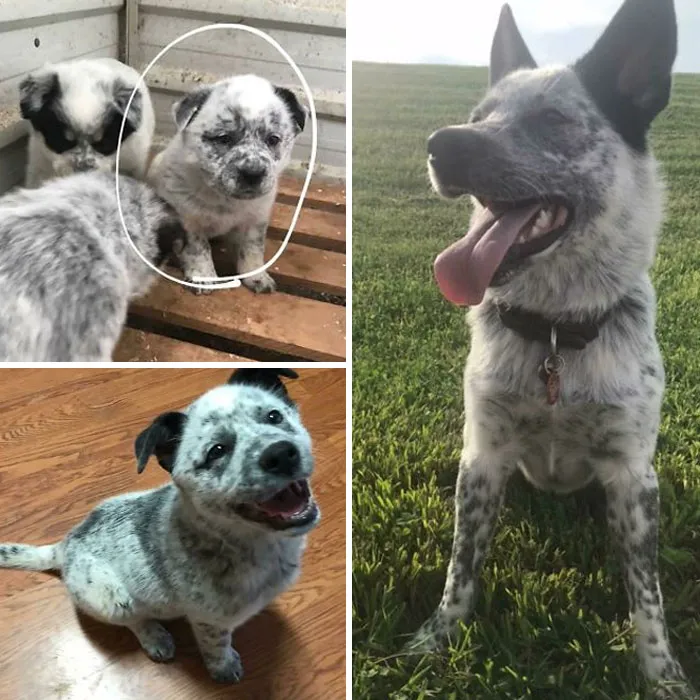 Sad Potato To Happy Heeler. She’ll Be 1 In December