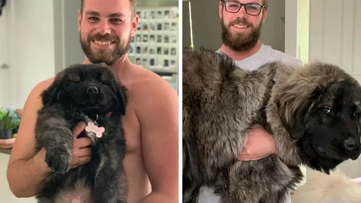 50 Proud Owners Share Their Dog’s Wholesome Transformation From Puppy To Dog
