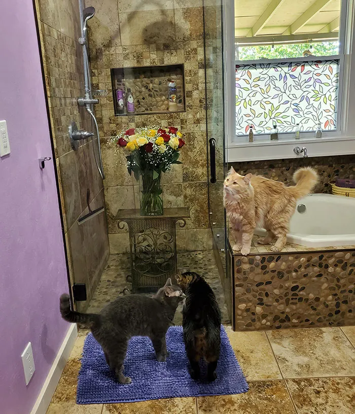 3 Cats Plus 33 Roses For Our Anniversary Requires A Giant Glass Box To Protect Them All.