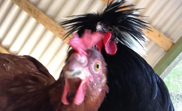 Lost My Phone For A Few Hours, Found It Inside My Chicken Coop A Few Hours Later With This Picture In The Camera Roll