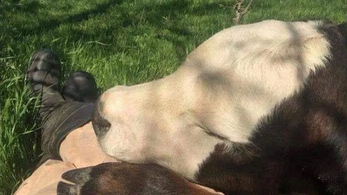 50 Funny Memes That Show Why Country Living Isn’t As Peaceful As You Think