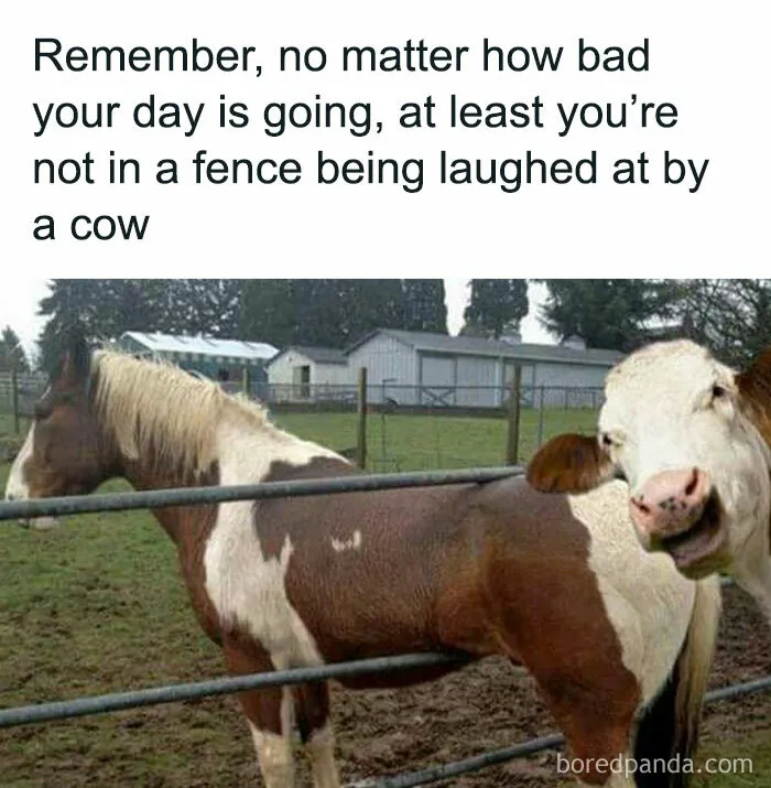 50 Funny Memes That Show Why Country Living Isn’t As Peaceful As You Think