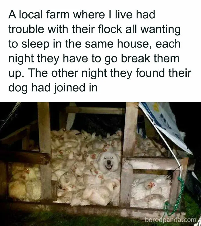 50 Funny Memes That Show Why Country Living Isn’t As Peaceful As You Think