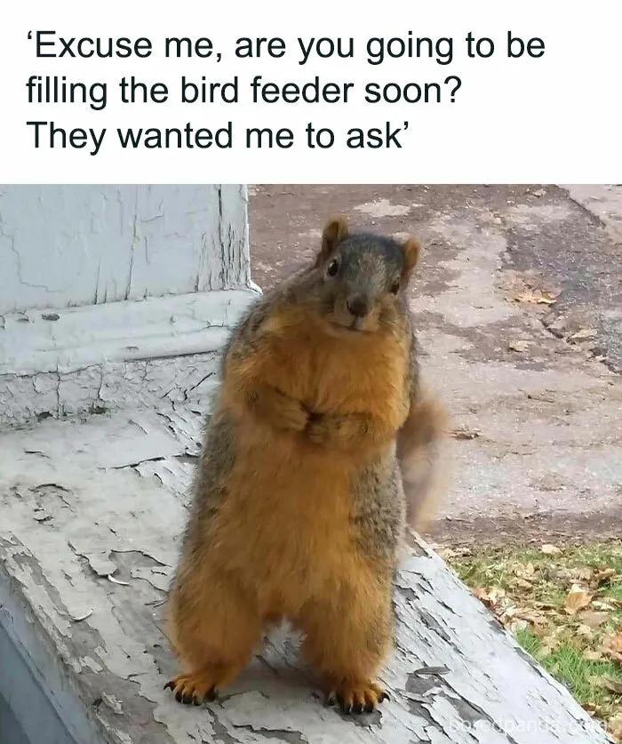 50 Funny Memes That Show Why Country Living Isn’t As Peaceful As You Think
