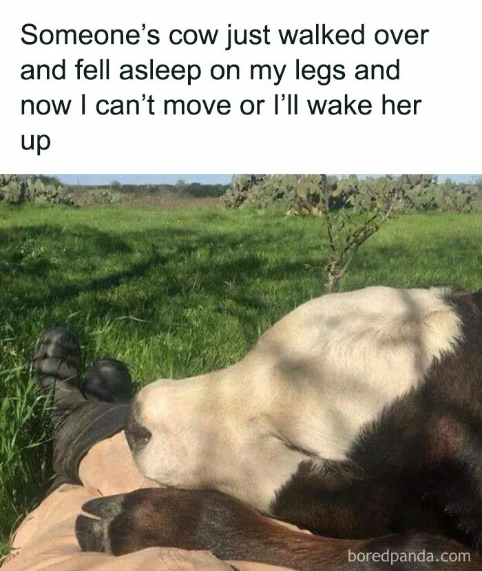 50 Funny Memes That Show Why Country Living Isn’t As Peaceful As You Think