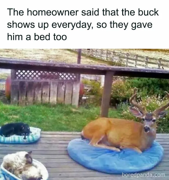 50 Funny Memes That Show Why Country Living Isn’t As Peaceful As You Think