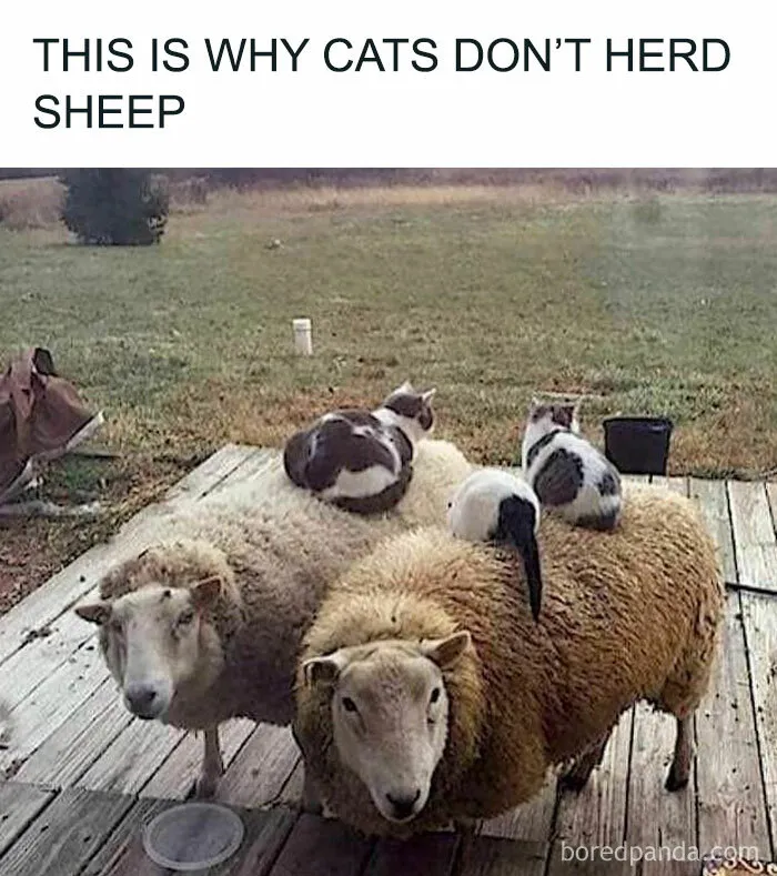 50 Funny Memes That Show Why Country Living Isn’t As Peaceful As You Think