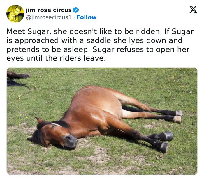 50 Funny Memes That Show Why Country Living Isn’t As Peaceful As You Think