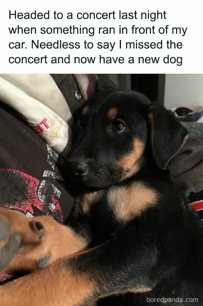 50 Adorable Memes That Prove Dogs Are From A Whole Other Planet