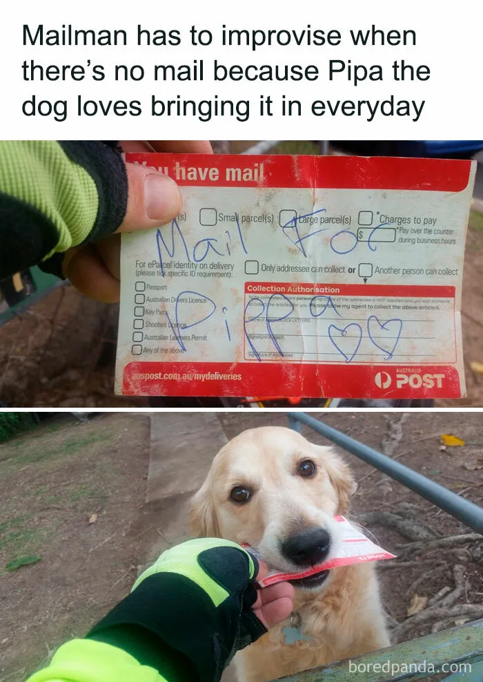 50 Adorable Memes That Prove Dogs Are From A Whole Other Planet