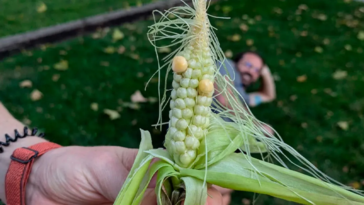 30 Funny Harvests That Prove Mother Nature Has Some Funny Tricks Up Her Sleeve