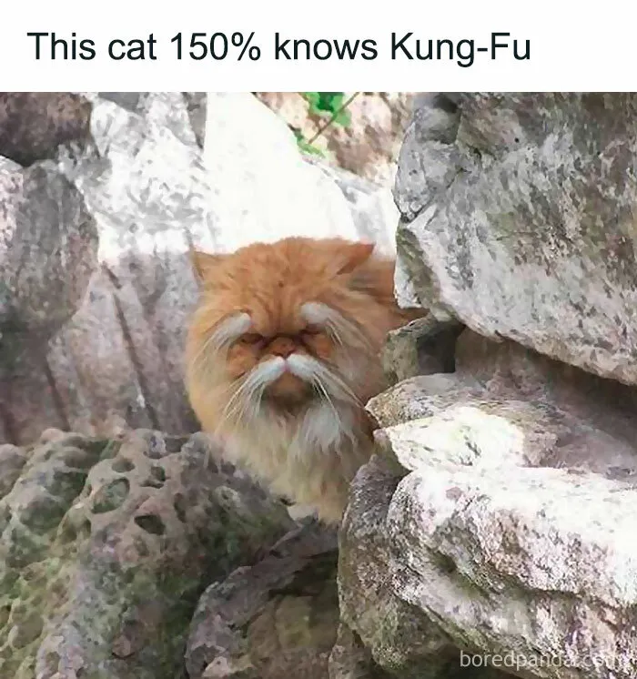 50 Times Animals Were So Unintentionally Hilarious, They Were Turned Into Memes (New Pics)