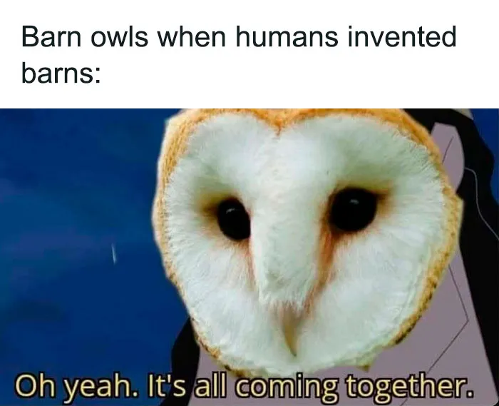 Funny-Relatable-Ig-Animal-Memes