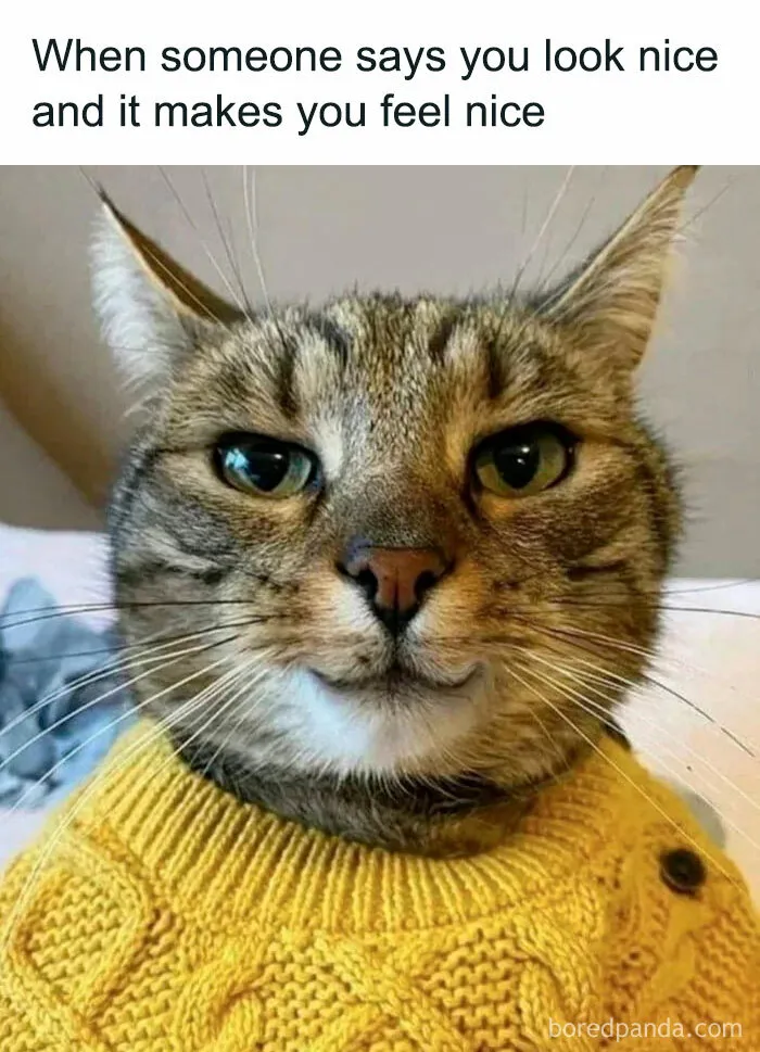 50 Times Animals Were So Unintentionally Hilarious, They Were Turned Into Memes (New Pics)
