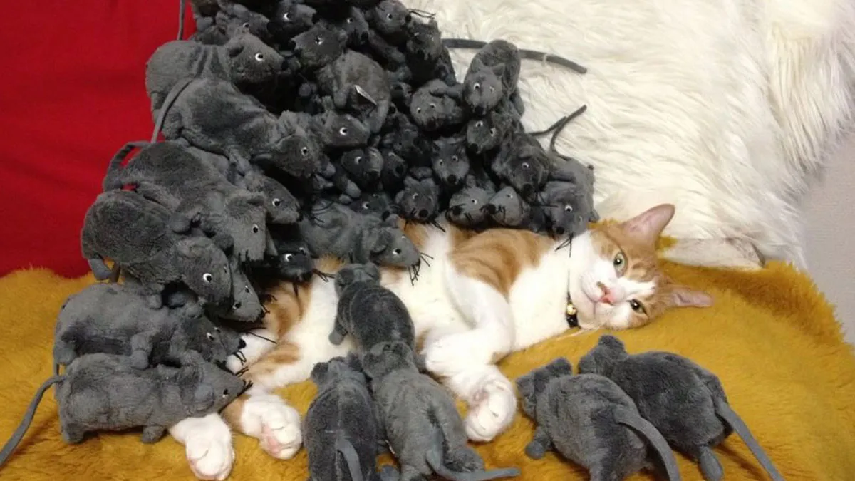 32 Ameowsing Pics Of Stuff On Cats That Might Make You An Instant Fan Of Felines
