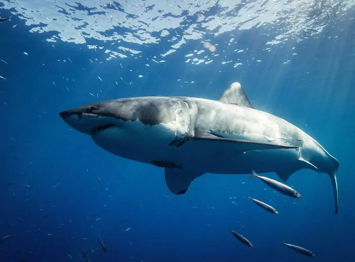 40 Interesting Facts For Your Daily Dose Of New Knowledge (New Facts)