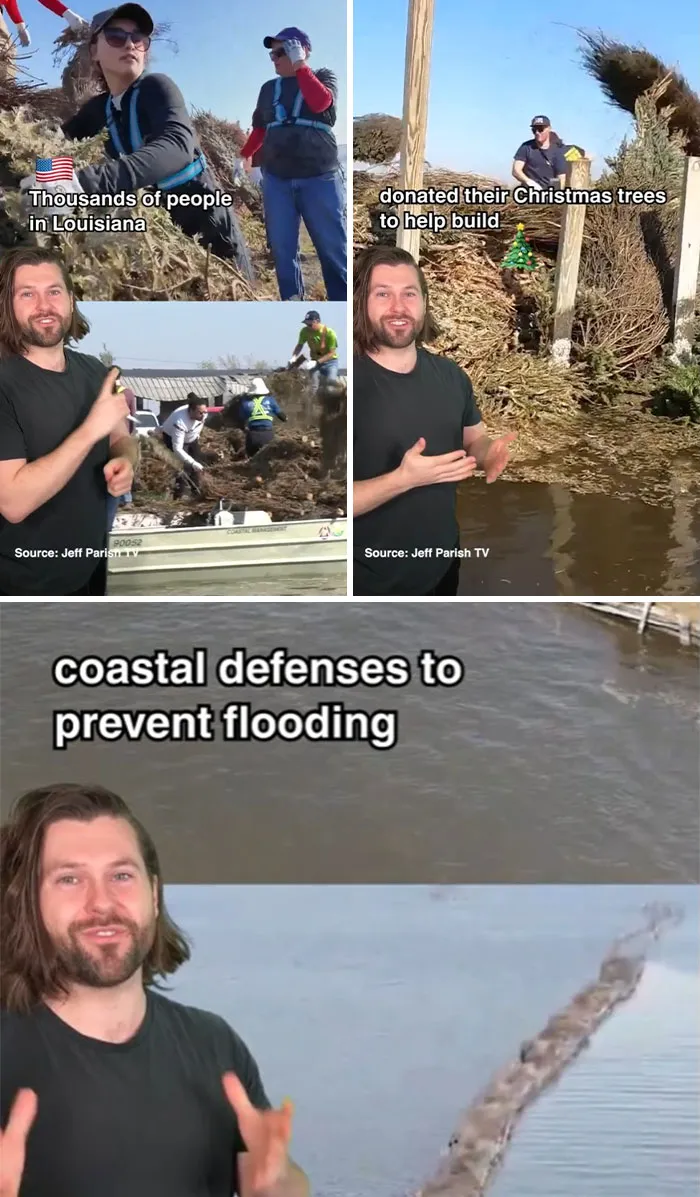 People Of Louisiana Donated Their Christmas Trees To Help Build Coastal Defenses To Prevent Flooding