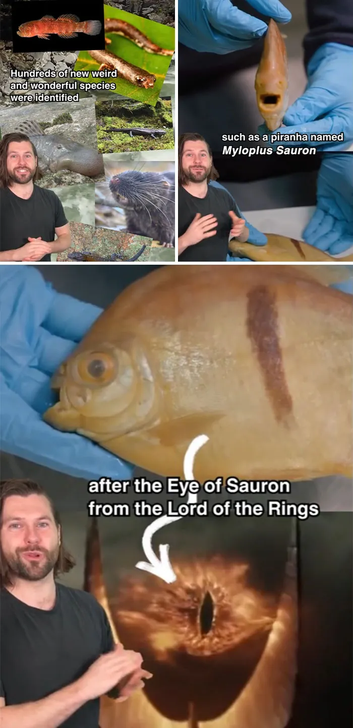 Hundreds Of New Species Were Identified