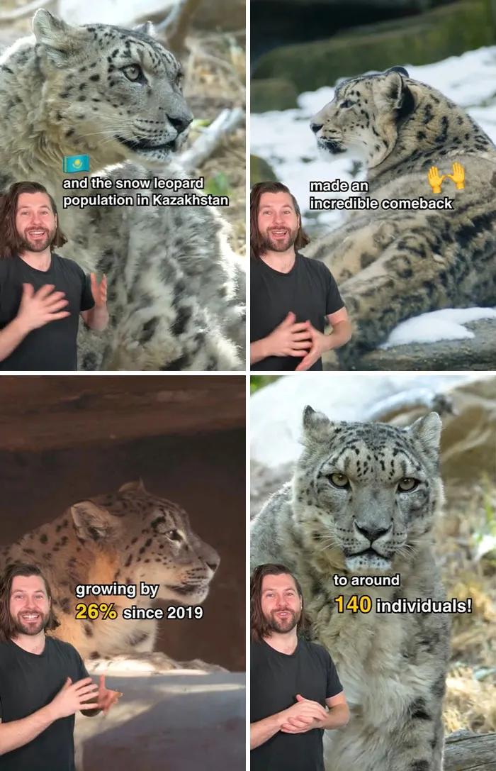 The Snow Leopard Population In Kazakhstan Made An Incredible Comeback