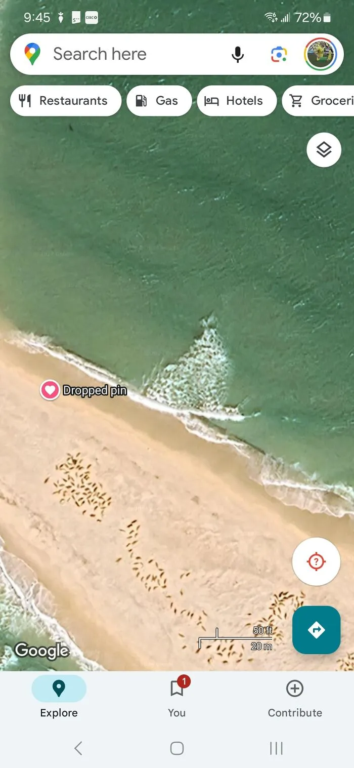 Seals On Sable Island, Nova Scotia. Just Thought It Was Kinda Pretty