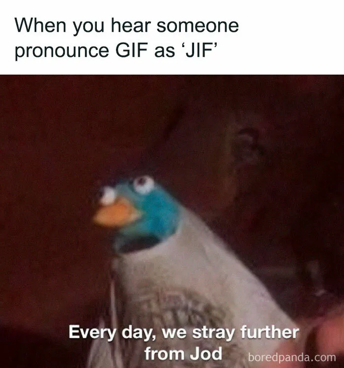 A perplexed bird meme humorously reacting to "GIF" pronounced as "JIF."
