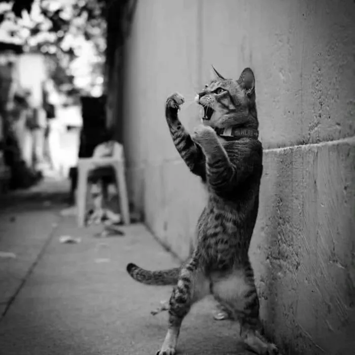 40 Cautivadoras fotos callejeras seleccionadas por «Pure Street Photography»