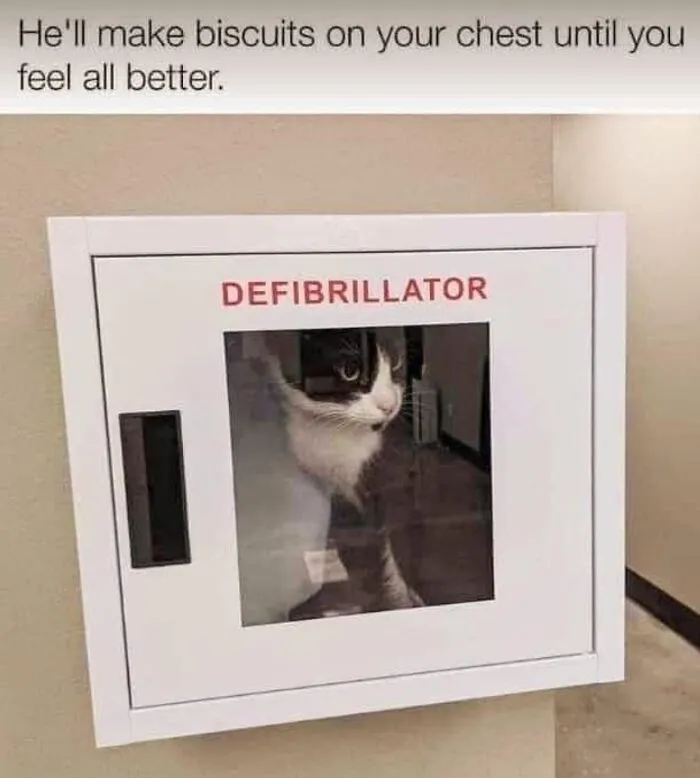 36 Funny And Furry Pics Of Cats Who Aren’t Afraid Of A Hard Day’s Work