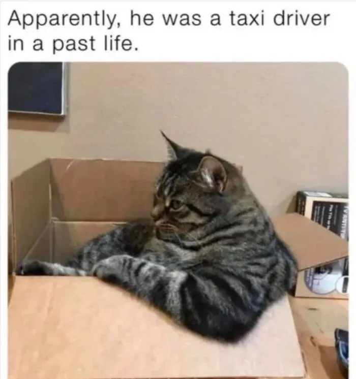 36 Funny And Furry Pics Of Cats Who Aren’t Afraid Of A Hard Day’s Work