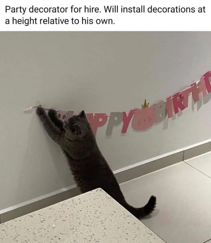 36 Funny And Furry Pics Of Cats Who Aren’t Afraid Of A Hard Day’s Work