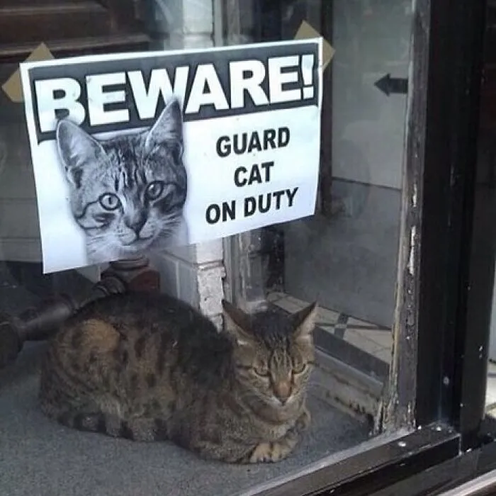 36 Funny And Furry Pics Of Cats Who Aren’t Afraid Of A Hard Day’s Work
