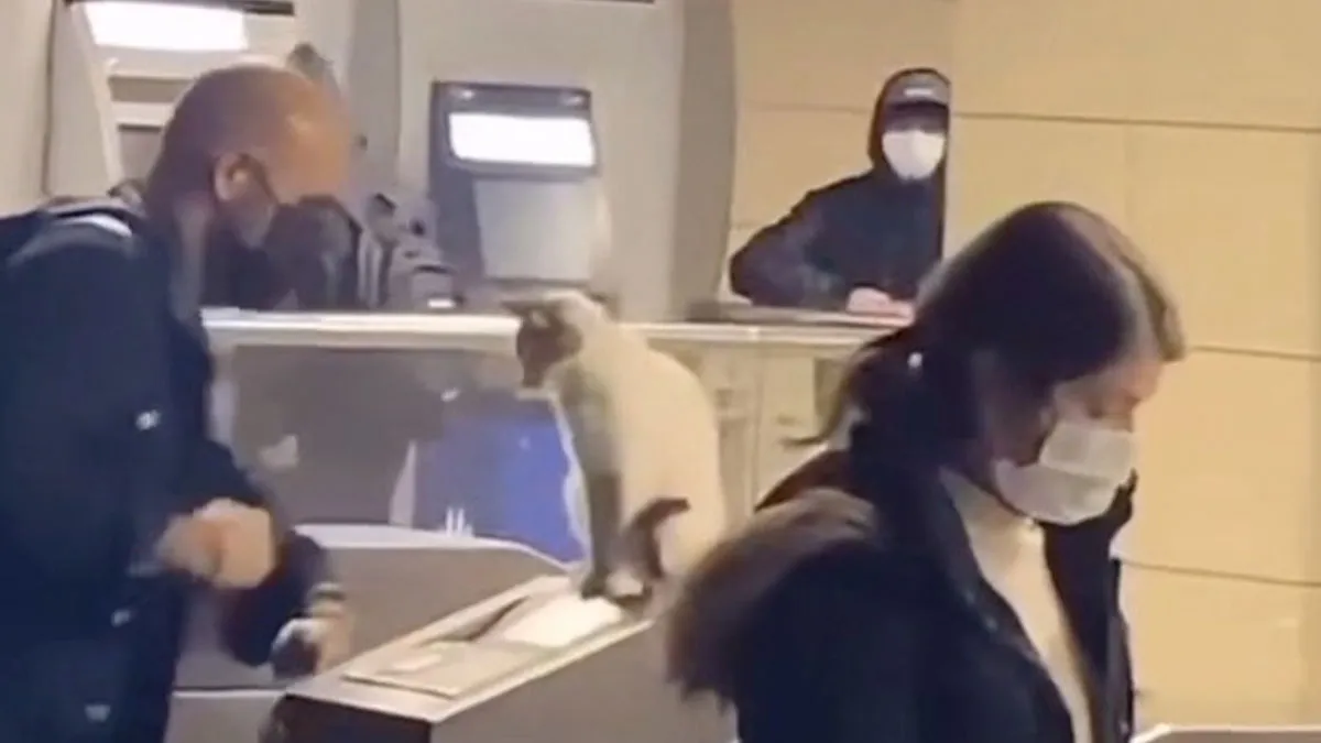 36 Funny And Furry Pics Of Cats Who Aren’t Afraid Of A Hard Day’s Work