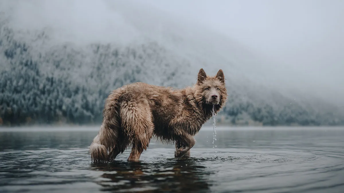 30 Best Images Of 2024 As Announced By The International Pet Photographer Of The Year Awards