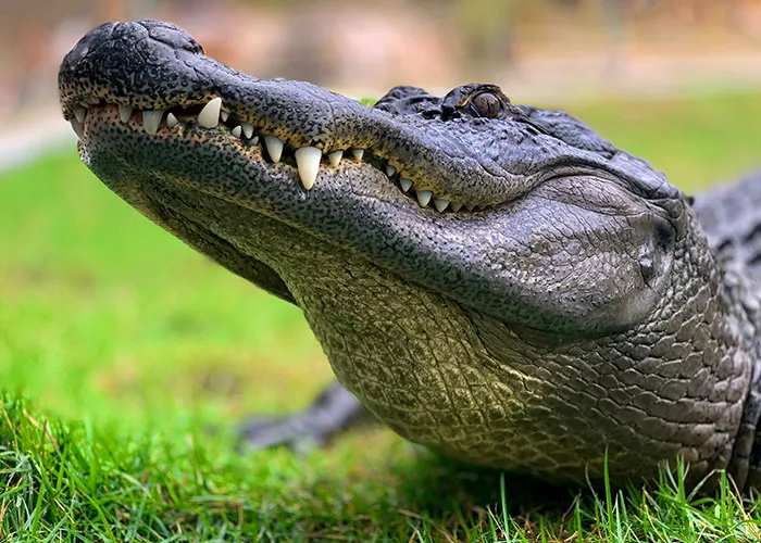 30 Times Courtrooms Became The Stage For The Strangest Human Behavior