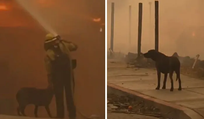 In The Midst Of The LA Fires, 28 Wholesome Moments Offer A Glimpse Of What Really Matters
