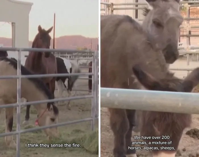 In The Midst Of The LA Fires, 28 Wholesome Moments Offer A Glimpse Of What Really Matters