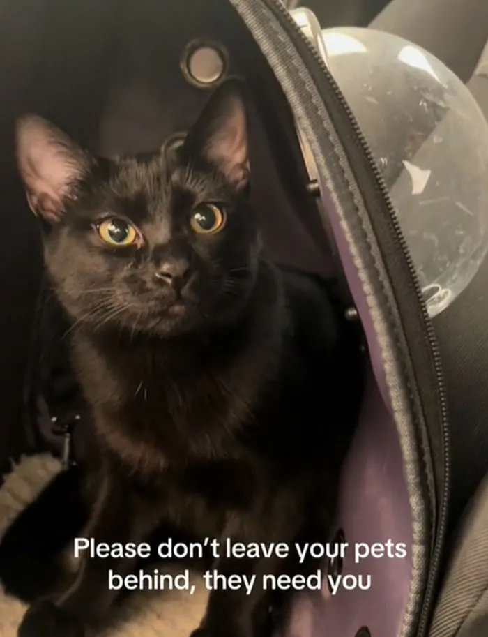 In The Midst Of The LA Fires, 28 Wholesome Moments Offer A Glimpse Of What Really Matters
