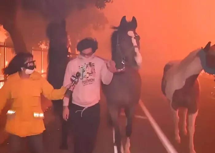 In The Midst Of The LA Fires, 28 Wholesome Moments Offer A Glimpse Of What Really Matters